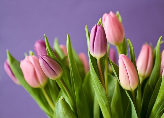 tulipan-pixabay