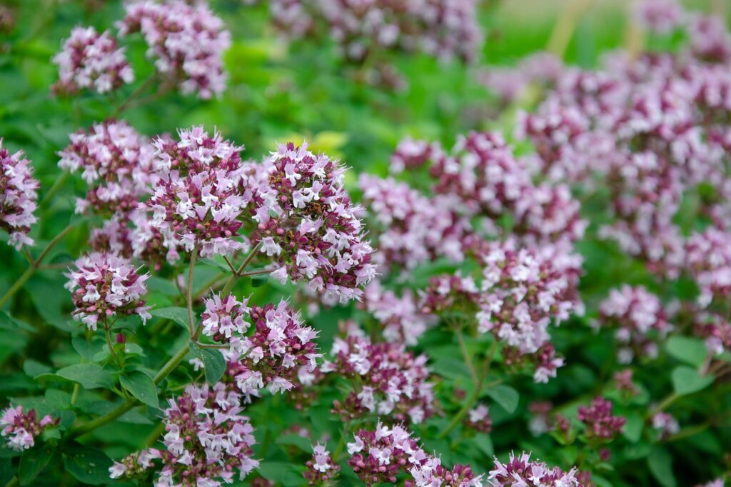 oregano dobromysl