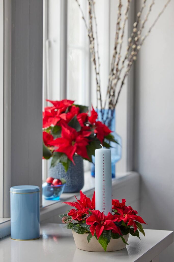 Poinsettia 03000 Country Chic in Blue